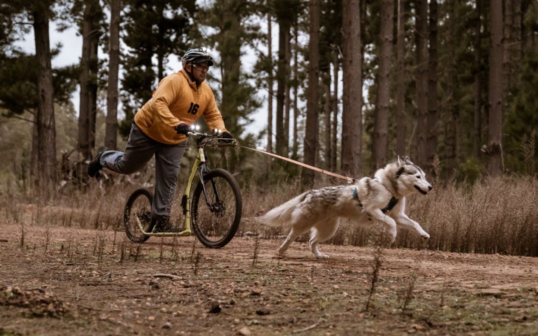 The choice of a mushing footbike