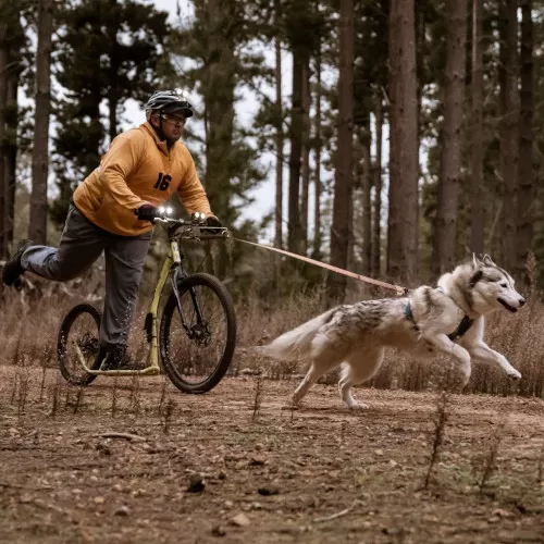 mushing_med dog mushing footbike